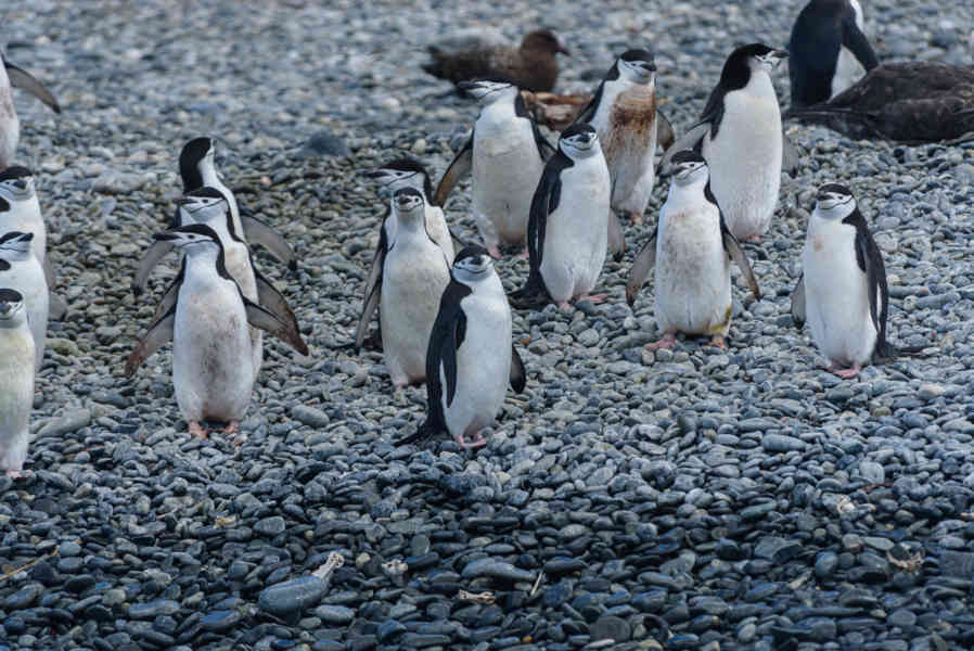 Pingüino Chinstrap - islas Georgias del Sur 09.jpg